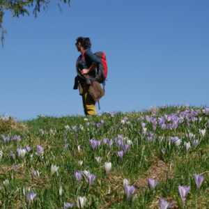 Krokusblüte im Allgäu mit Wanderin