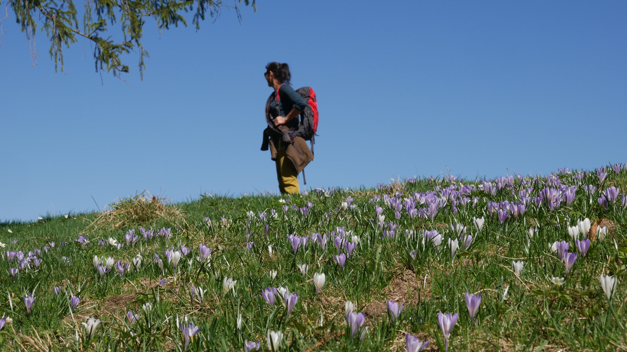 Krokusblüte im Allgäu mit Wanderin